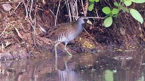 Sora (Porzana carolina)