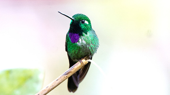 Purple-bibbed Whitetip (Urosticte benjamini)