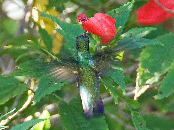 Green-breasted Mango (Anthracothorax prevostii)