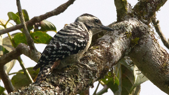 Freckle-breasted woodpecker (Dendrocopos analis)