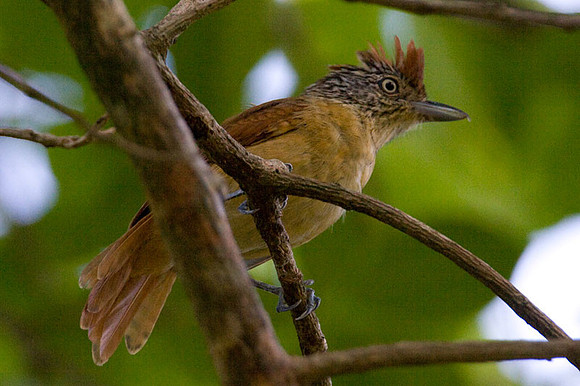 Barred Antshrike (Thamnophilus doliatus) female