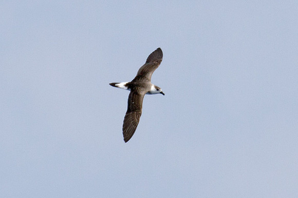 Black-capped Petrel (Pterodroma hasitata)