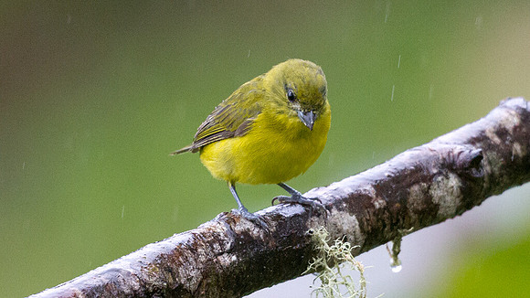 Thick-billed Euphonia (Euphonia laniirostris)
