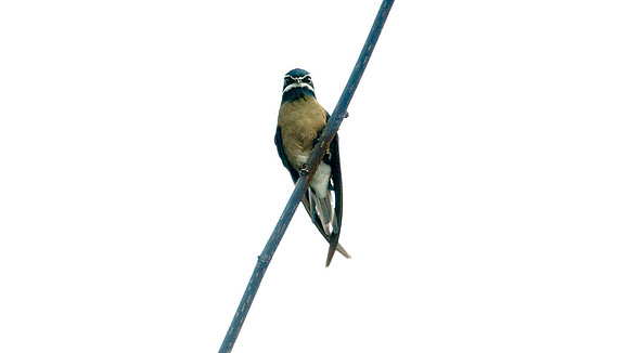 Whiskered Treeswift (Hemiprocne comata)