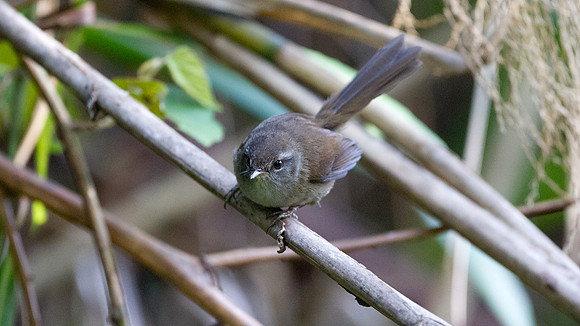 Sunda Bush Warbler (Cettia vulcania)