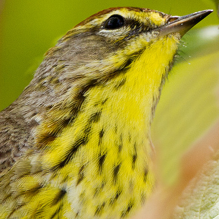 Palm Warbler (Dendroica palmarum)