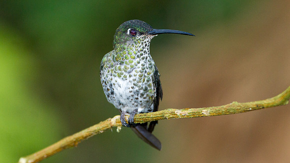 Many-spotted Hummingbird (Taphrospilus hypostictus)