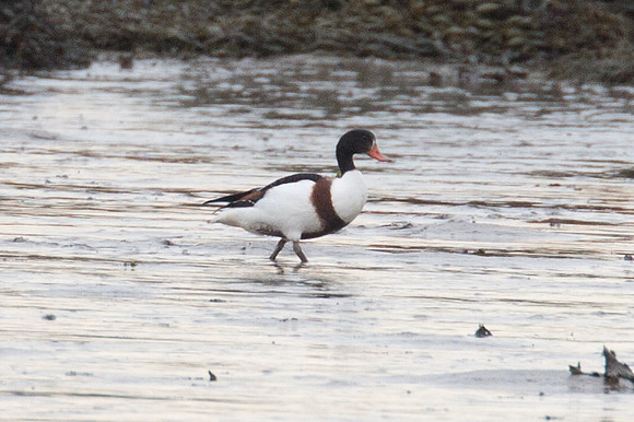 Common Shelduck (Tadorna tadorna)