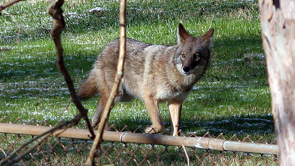Coyote (Canis latrans)