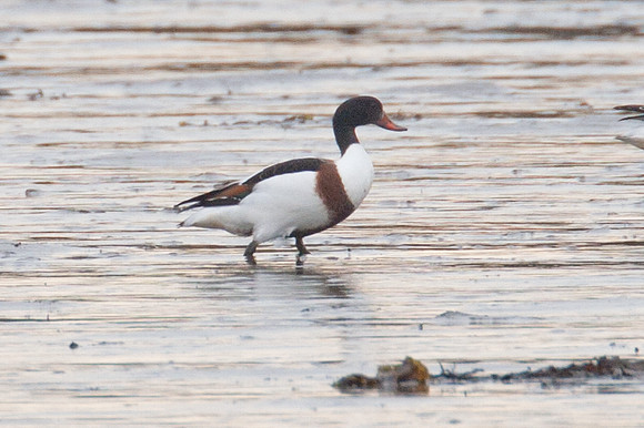 Common Shelduck (Tadorna tadorna)