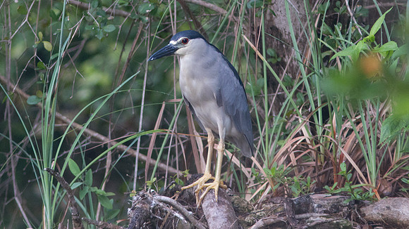 Yellow-crowned Night-heron (Nyctanassa violacea)