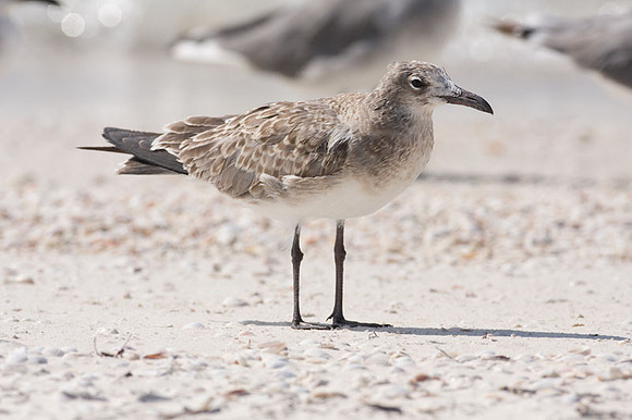 Laughing Gull (Leucophaeus atricilla) juvenile