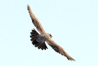 Peregrine Falcon (Falco peregrinus)