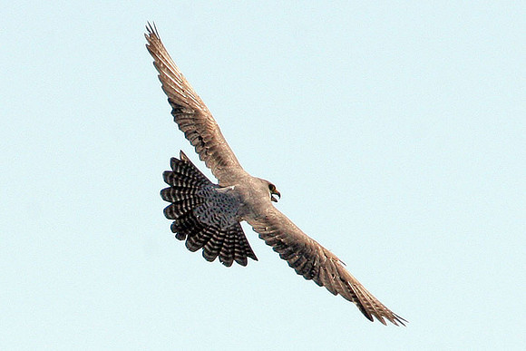 Peregrine Falcon (Falco peregrinus)