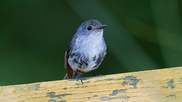 Little Pied Flycatcher (Ficedula westermanni) female