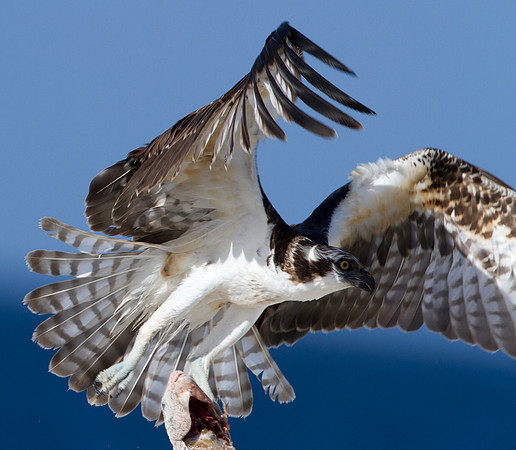 Osprey (Pandion haliaetus)