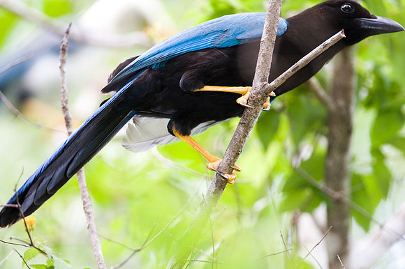 Yucatan Jay (Cyanocorax yucatanicus)