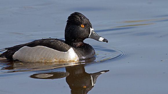 Ring-necked Duck (Aythya collaris) male