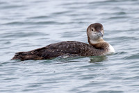 Great Northern Loon (Gavia immer) also known as Common Loon or Great Northern Diver