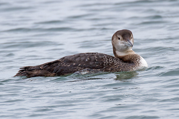 Great Northern Loon (Gavia immer) also known as Common Loon or Great Northern Diver