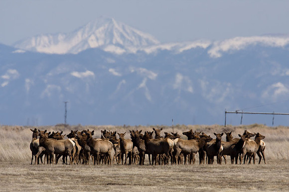Elk (Cervus canadensis) also known as Wapiti