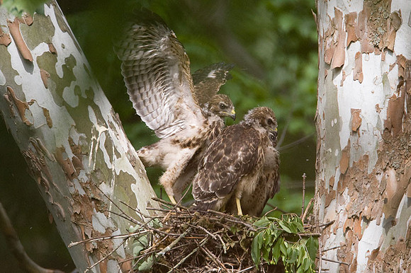 Red-shouldered Hawk (Buteo lineatus) juvenile