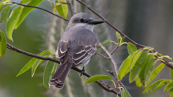 Gray Kingbird (Tyrannus dominicensis)