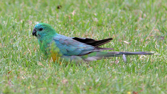 Red-rumped Parrot (Psephotus haematonotus) also known as Red-backed Parrot, Grass Parrot