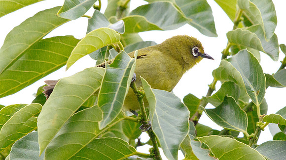 Cape White-eye (Zosterops pallidus)