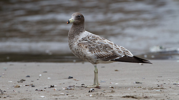 Belcher's Gull (Larus belcheri)