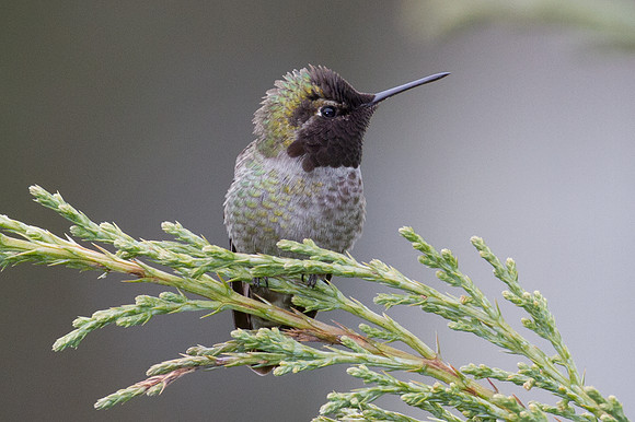 Anna's Hummingbird (Calypte anna)