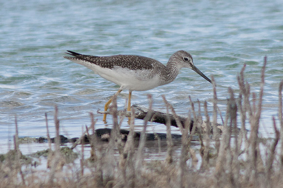 Lesser Yellowlegs (Tringa flavipes)