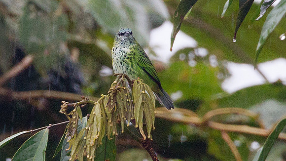 Spotted Tanager (Tangara punctata)