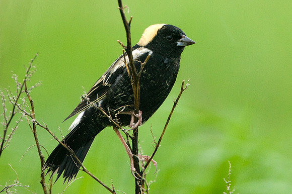 Bobolink (Dolichonyx oryzivorus)