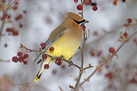 Cedar Waxwing (Bombycilla cedrorum)