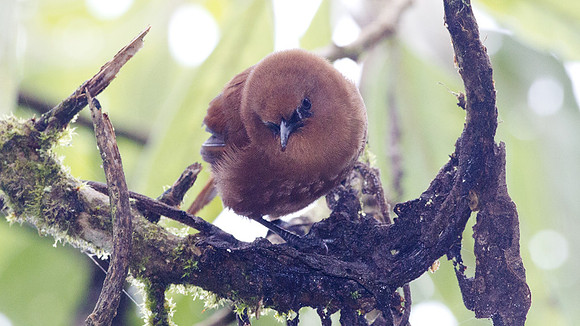 Rufous Wren (Cinnycerthia unirufa)