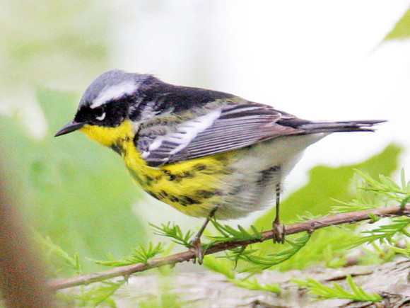 Magnolia Warbler (Dendroica magnolia)