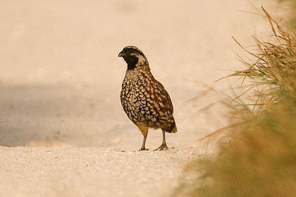 Yucatan Bobwhite (Colinus nigrogularis) also known as Black-throated Bobwhite