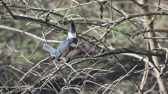 Belted Kingfisher Female