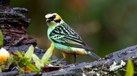 Golden-eared Tanager (Tangara chrysotis)