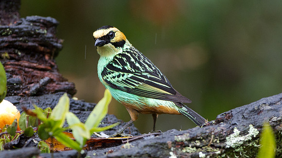 Golden-eared Tanager (Tangara chrysotis)