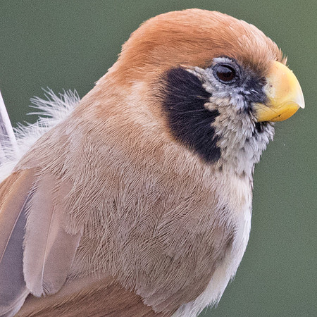 Spot-breasted parrotbill (Paradoxornis guttaticollis) Male