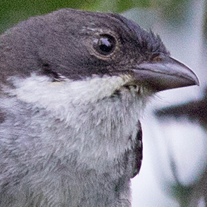 Puerto Rican tanager (Nesospingus speculiferus)