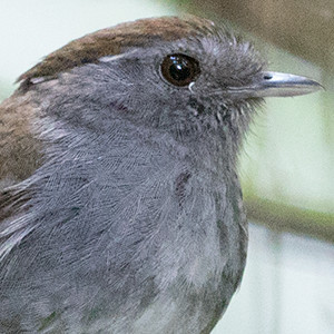 Slaty Gnateater (Conopophaga ardesiaca)