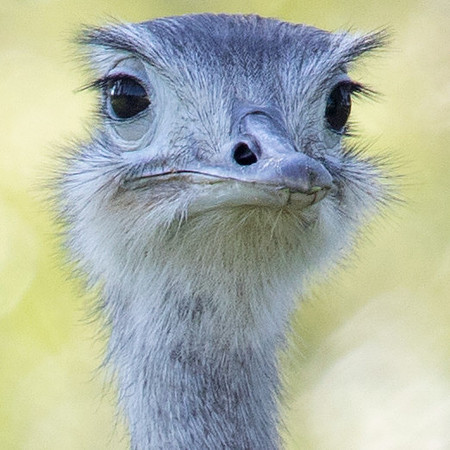 Greater Rhea (Rhea americana)