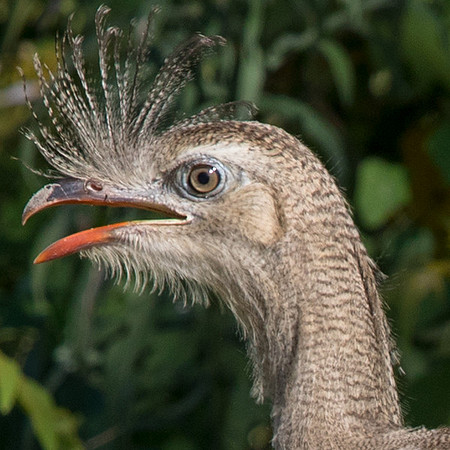 Red-legged Seriema (Cariama cristata)