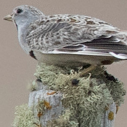Least Seedsnipe (Thinocorus rumicivorus)