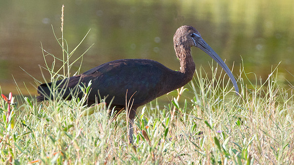 Glossy Ibis (Plegadis falcinellus)