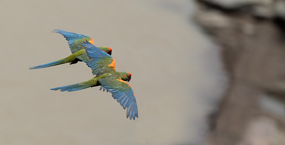 Red-fronted macaw (Ara rubrogenys)