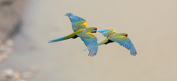 Red-fronted macaw (Ara rubrogenys)